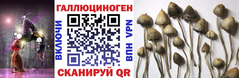 что такое наркотик  Иваново  Галлюциногенные грибы Cubensis 
